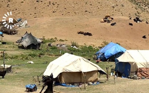 لە سیدەكان 200 مانگاكە رادەستی خاوەنەكەیان كرانەوە &zwnj;و گاوانەکانیش ئازادكران